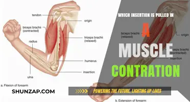 Understanding Muscle Contraction: Which Insertion is Pulled During Movement?