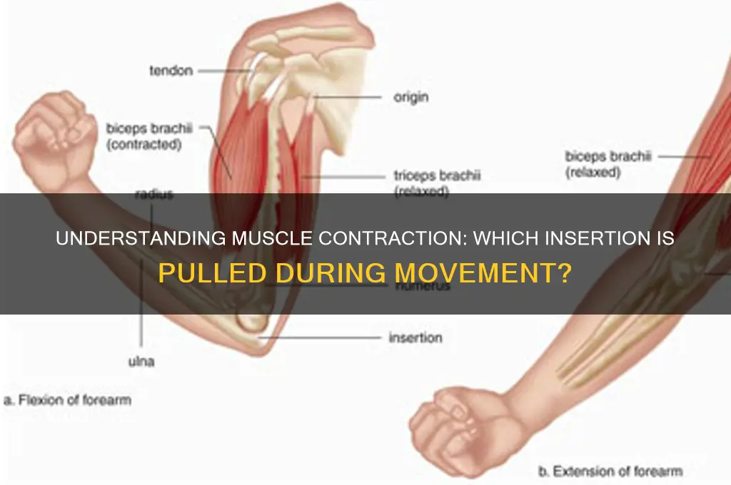which insertion is pulled in a muscle contration