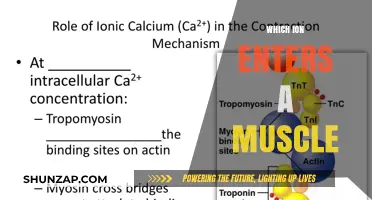How Ions Enter and Exit Muscle Cells