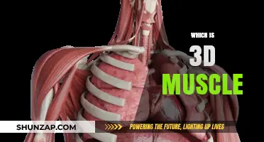 Explore the Intricacies of 3D Muscle Anatomy