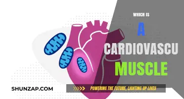The Heart Muscle: A Cardiovascular Powerhouse