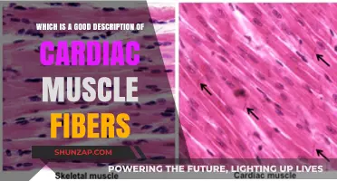 Understanding Cardiac Muscle Fibers: Structure, Function, and Unique Characteristics
