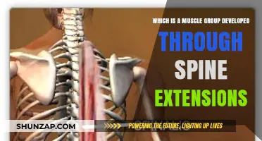 Strengthen Your Back: Muscle Groups Targeted by Spine Extensions