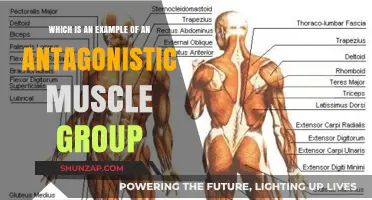 Understanding Antagonistic Muscle Groups: Examples and Functions Explained