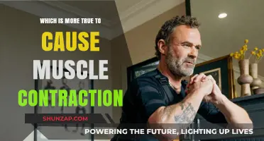 Muscle Contraction: Unraveling the True Catalysts Behind Movement and Strength