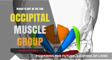 Unveiling the Suboccipital Muscles: Identifying the Outlier in the Group