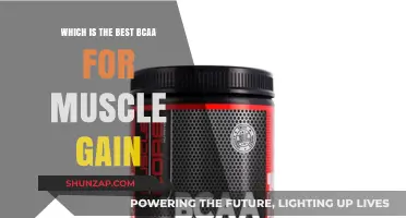 Top BCAA Supplements for Optimal Muscle Growth and Recovery