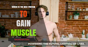 Top Muscle-Building Proteins: Which One Fuels Your Gains Best?