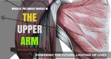 Discover the Largest Muscle in Your Upper Arm: A Comprehensive Guide
