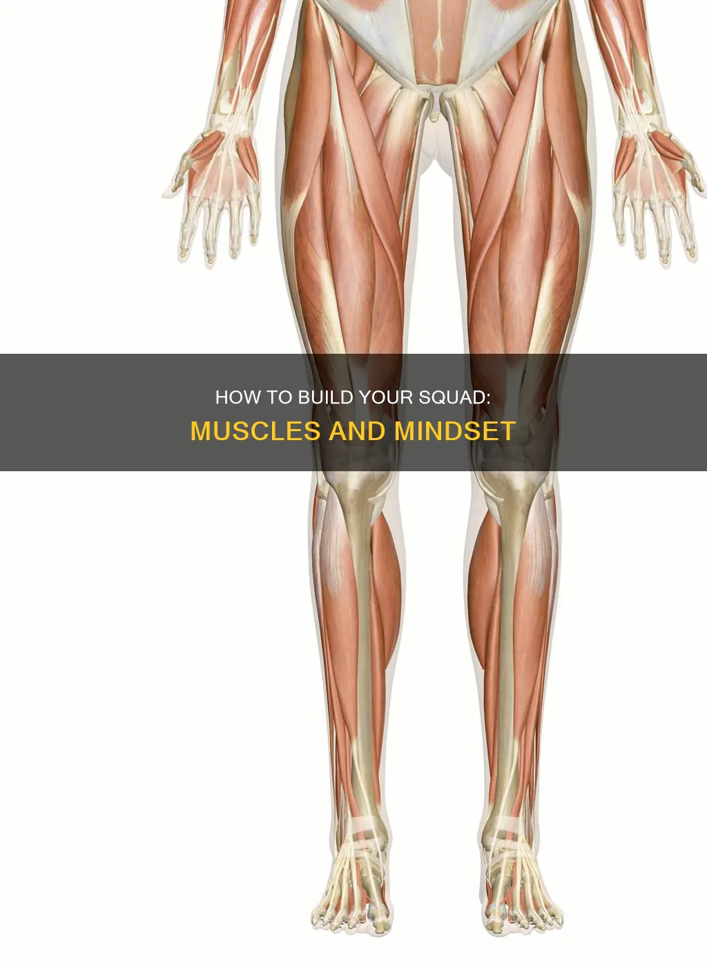 which is your squad muscles