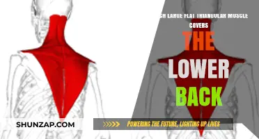 Understanding the Trapezius: Your Lower Back's Triangular Guardian