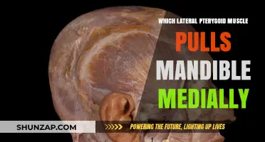 Lateral Pterygoid Muscle's Role in Medial Mandible Movement Explained