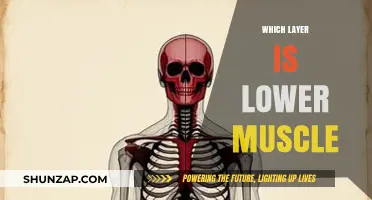 Exploring the Lower Layers of Muscle Function