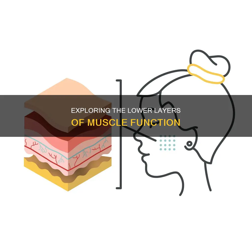 which layer is lower muscle