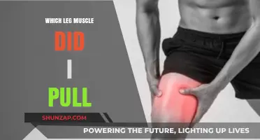 Identifying Pulled Leg Muscles: Symptoms, Causes, and Recovery Tips