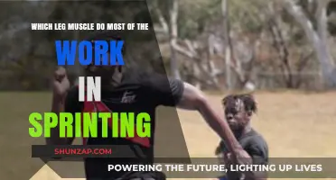 Sprinting Powerhouses: Unveiling the Dominant Leg Muscles in Speed