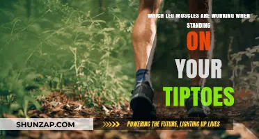 Tiptoe Muscles: Unveiling the Calves and Feet's Hidden Strength