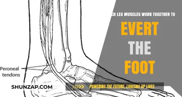 Foot Eversion: Key Leg Muscles Working Together for Stability
