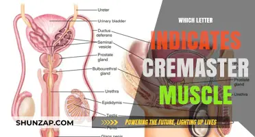 What Letter is Linked to the Cremaster Muscle?