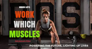 Lifting Guide: Targeted Muscles for Every Exercise Explained