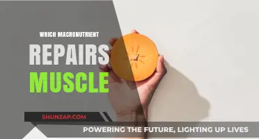 Muscle Repair: The Role of Macronutrients