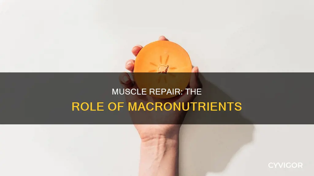 which macronutrient repairs muscle