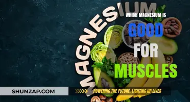 Best Magnesium Types for Muscle Health, Recovery, and Performance