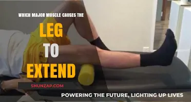 Understanding the Quadriceps: Key Muscle for Leg Extension Explained