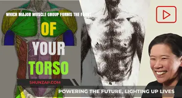 Unveiling the Primary Muscles Shaping Your Torso's Front Anatomy