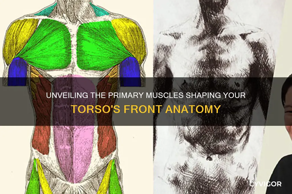 which major muscle group forms the front of your torso