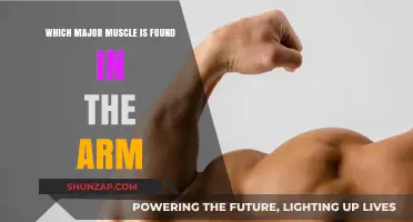 Understanding the Biceps and Triceps: Major Muscles in Your Arm
