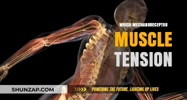 Understanding Muscle Tension: Mechanoreceptor's Role