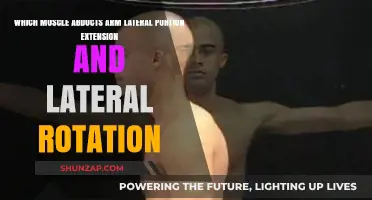 Muscles for Arm Abduction, Lateral Extension, and Rotation Explained