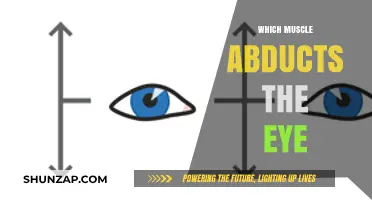 How Eye Abduction Works: The Muscle Behind It
