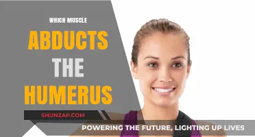 The Power of Abduction: Which Muscle Moves the Humerus?