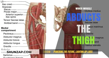 Thigh Abduction: Which Muscle is the Prime Mover?
