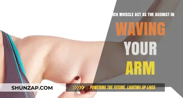 Key Muscles Acting as Agonists in Waving Your Arm