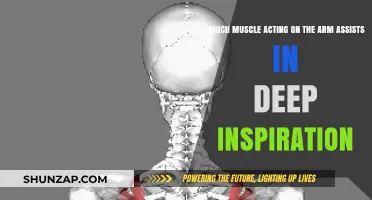 How the Serratus Anterior Muscle Aids Deep Breathing During Inspiration
