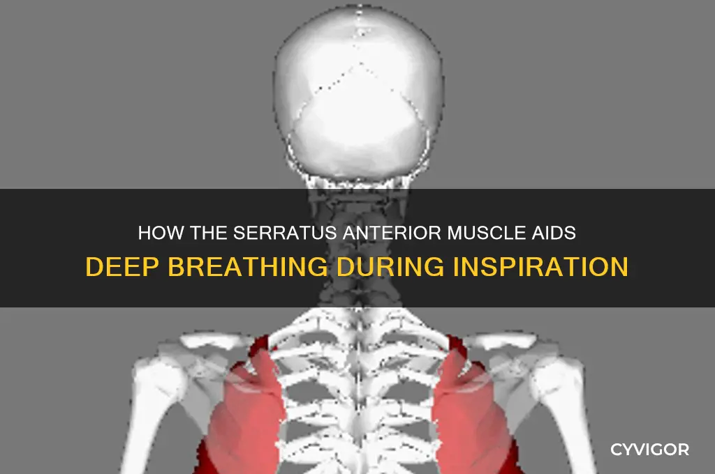 which muscle acting on the arm assists in deep inspiration