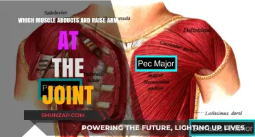 Pectoralis Major: The Muscle That Adducts and Raises Your Arm