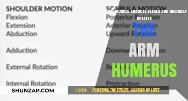 Muscles That Adduct, Flex, and Medially Rotate the Humerus