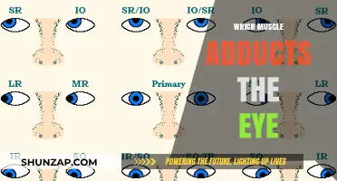 How Eye Muscles Work: Adductors Explained