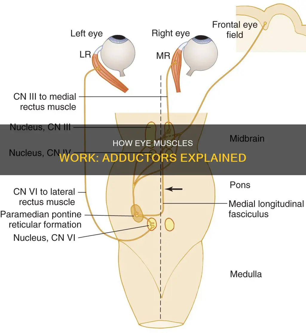 which muscle adducts the eye