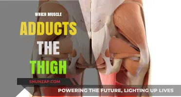 Thigh Adduction: The Role of Inner Thigh Muscles