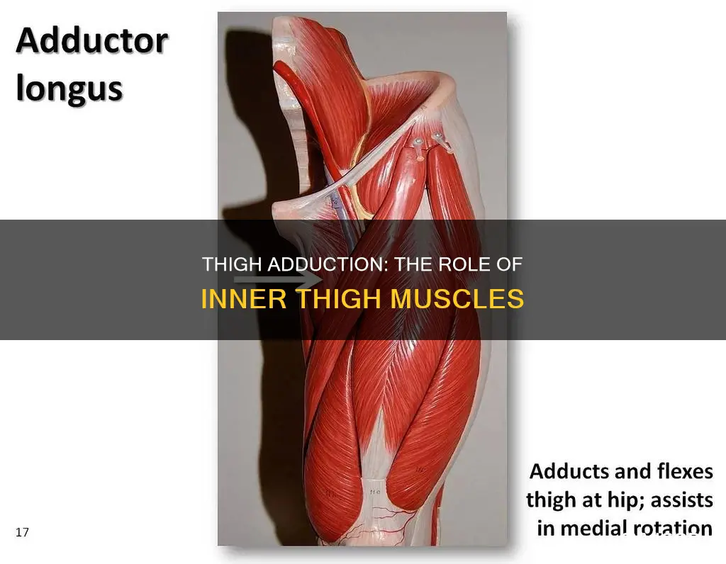 which muscle adducts the thigh