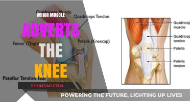 The Muscle That Protects Your Knee
