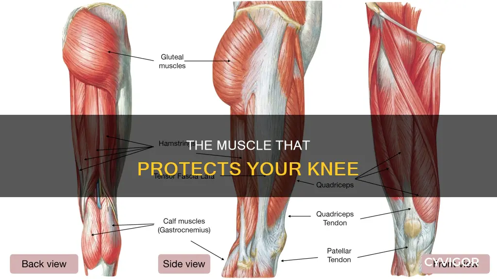 which muscle adverts the knee
