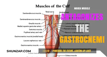 Uncover the Antagonistic Muscles of the Gastrocnemius