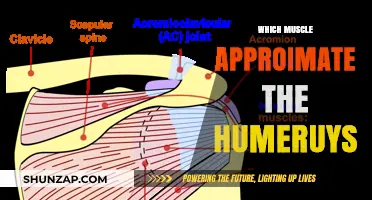 Shoulder Muscles and the Humerus: A Close Relationship