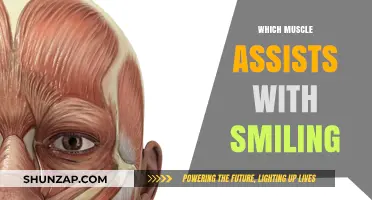 The Power of a Smile: Which Muscle Makes It Happen?